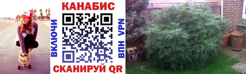 Конопля сатива  Ленинградская 